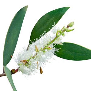 Niaouli   (melaleuca viridiflora) - huile essentielle bio - 100ml garantie chrom