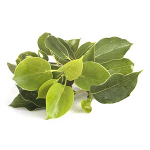 Ravintsara - huile essentielle bio - 100ml garantie chromacert® - chémotypée & i