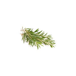 Tea tree (melaleuca alternifolia) - huile essentielle bio - 100ml garantie chrom