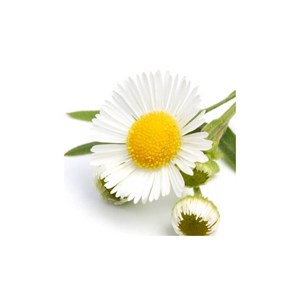 Camomille sauvage - huile essentielle bio - 5ml garantie chromacert® - chémotypé