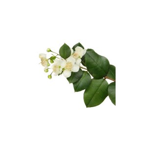 Myrte rouge  (myrtus communis) - huile essentielle bio - 10ml garantie chromacer