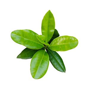 Bay saint thomas - huile essentielle bio - 5ml garantie chromacert® - chémotypée