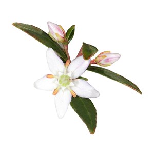 Buchu (agathosma betulina) - huile essentielle bio - 5ml garantie chromacert® -