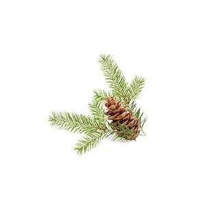 Pin douglas - huile essentielle bio - 10ml garantie chromacert® - chémotypée & i