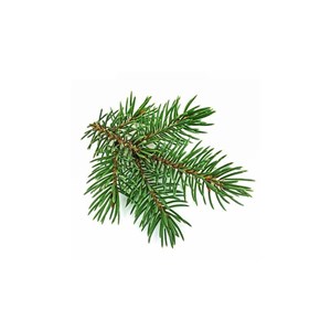 Sapin blanc (abies alba) - huile essentielle bio - 10ml garantie chromacert® - c