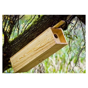 Nichoir chevêche d'athéna