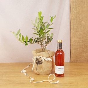 Coffret d'un olivier, et vin rosé bio
