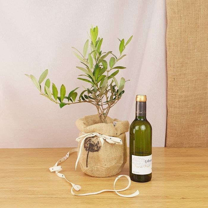 Com'La Nature - Coffret d'un olivier, et vin blanc bio