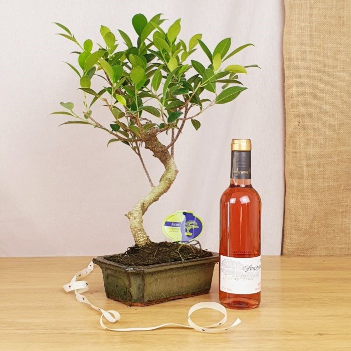 Com'La Nature - Coffret d'un bonsaï, son vin rosé bio