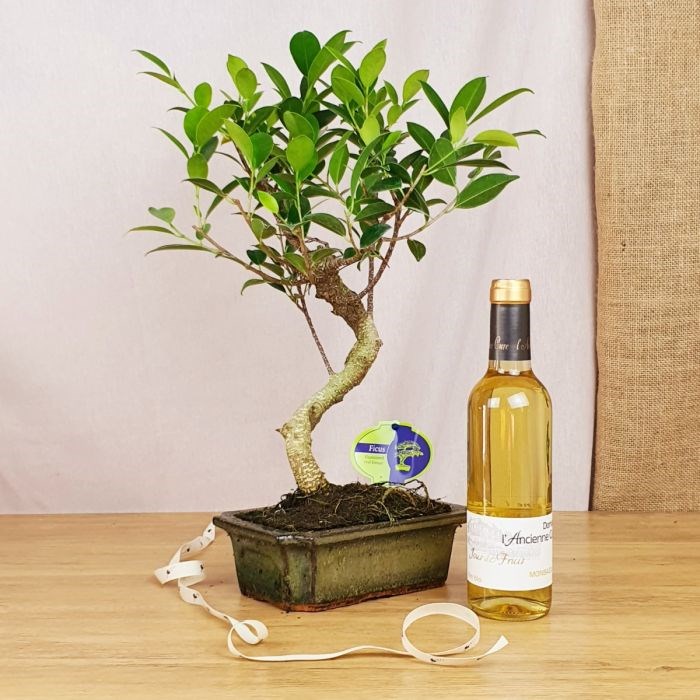 Com'La Nature - Coffret d'un bonsaï, et monbazillac bio