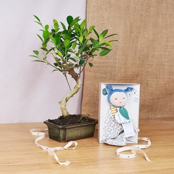 Com'La Nature - Coffret le bonsaï, et doudou abeille bio