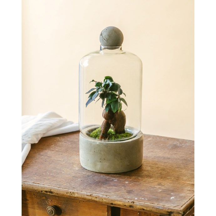 Beton ficus terrarium m Nature & Découvertes