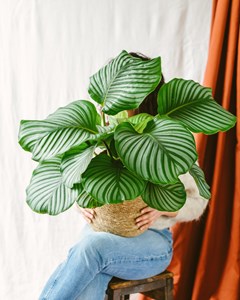 Calathea orbifolia l