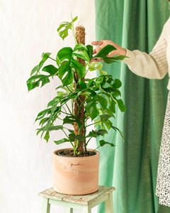 Grand monstera minima sur tuteur