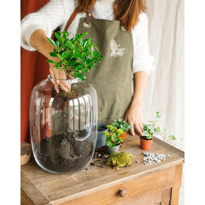 Kit terrarium diy alma Nature & Découvertes
