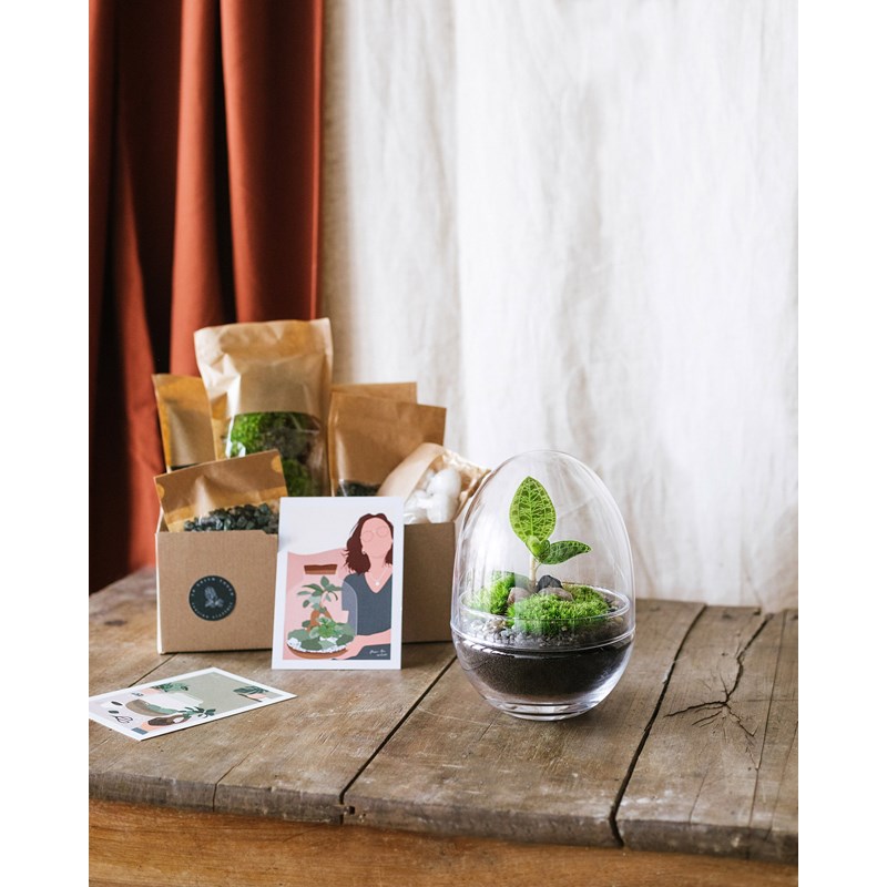 Terrarium plante kit Nature & Découvertes