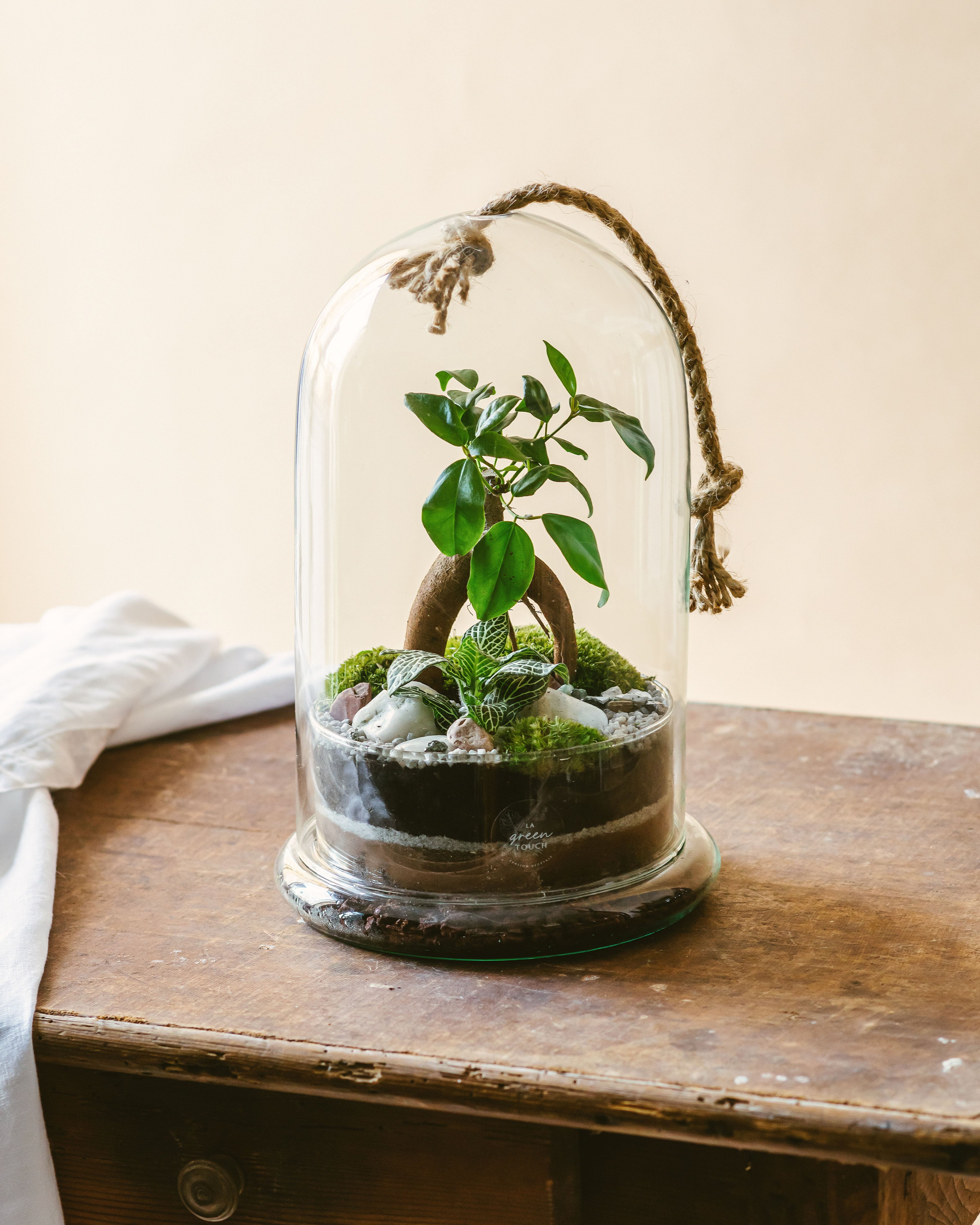 Terrarium à assembler - Plante sous verre DIY, vente au meilleur prix
