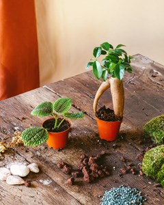 Kit terrarium diy 2 plantes