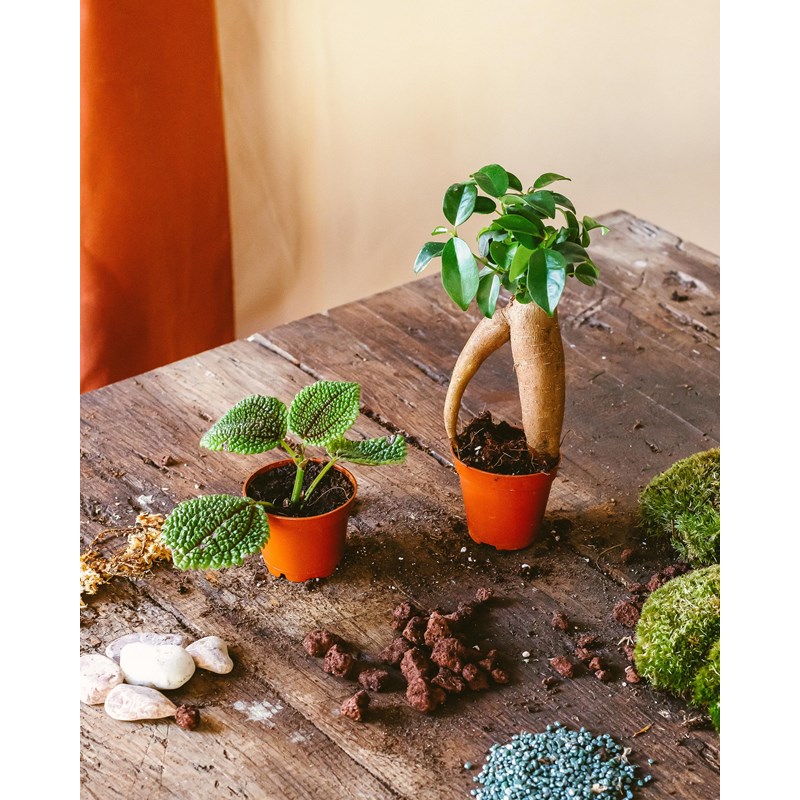 Terrarium plante kit Nature & Découvertes
