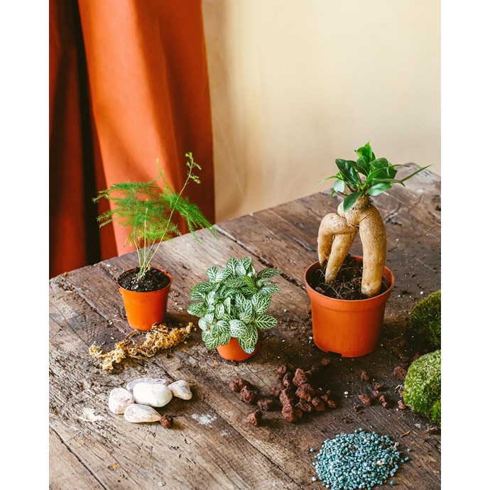 Kit terrarium diy 3 plantes Nature & Découvertes