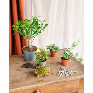 Kit terrarium diy bonsai - 4 plantes