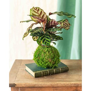 Kokedama - makoyana