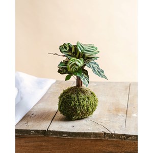 Kokedama - makoyana