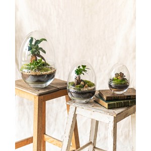 Le trio bohol - terrarium