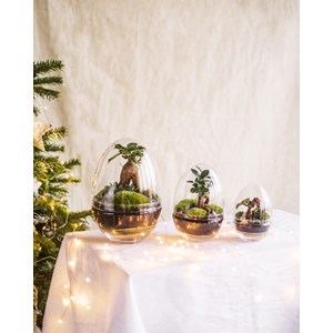 Le trio bohol - terrarium