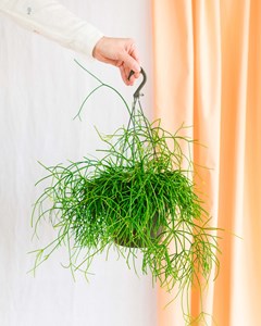 Rhipsalis cactus corail