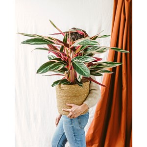 Stromanthe - calathea triostar xl