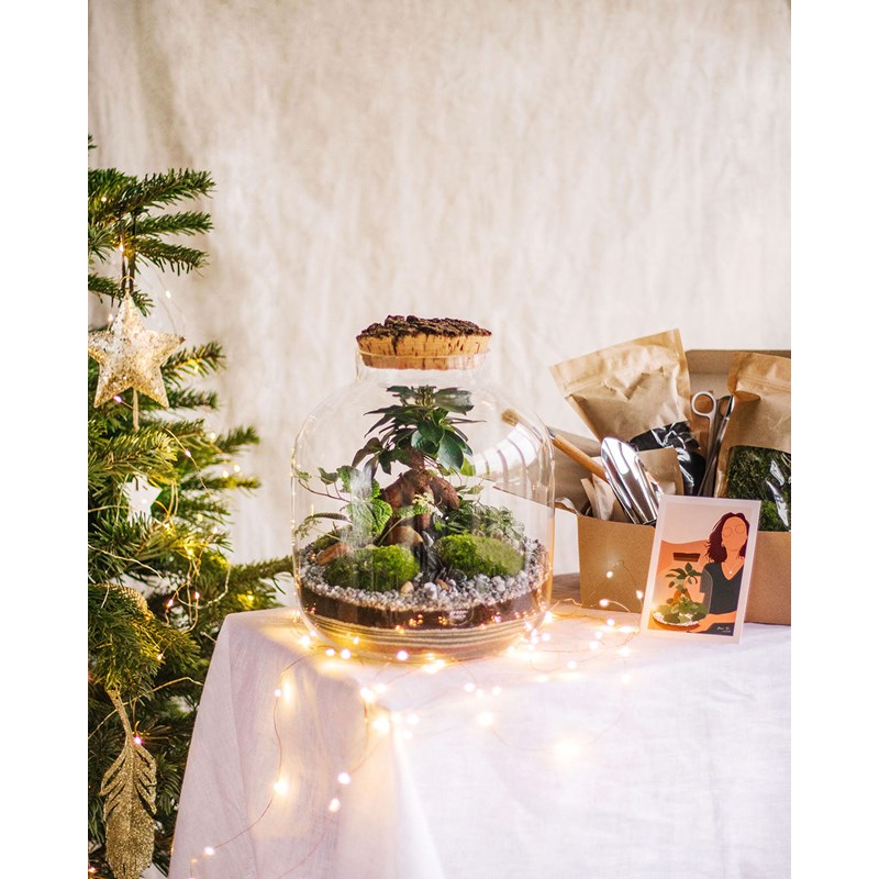 Terrarium plante kit Nature & Découvertes