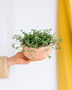 Pilea glauca grezy