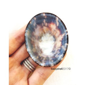 Lot de 2 coquillages d'allaitement