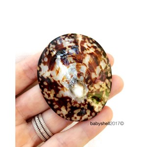 Lot de 2 coquillages d'allaitement