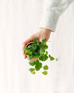 Mini ficus pumila