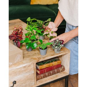 Mini fittonia rouge