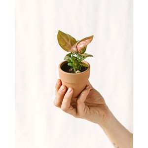 Mini syngonium rose neon