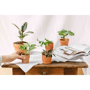Mini syngonium rose neon