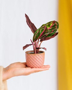 Mini calathea roseopicta