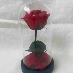 Rose éternelle sous cloche - mop