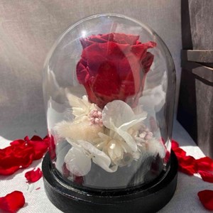 Rose éternelle sous cloche - kosli