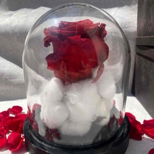 Rose &#233;ternelle sous cloche - morga