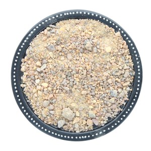 Encens résine grain benjoin du siam