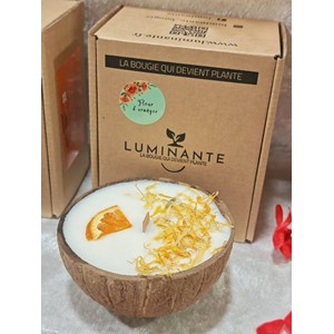 Bougie qui devient plante fleur oranger