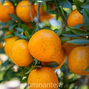 Bougie qui devient plante fleur oranger