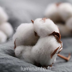 Bougie qui devient plante fl. Coton