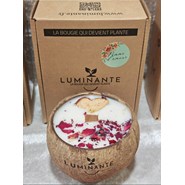 Bougie qui devient plante pomme amour