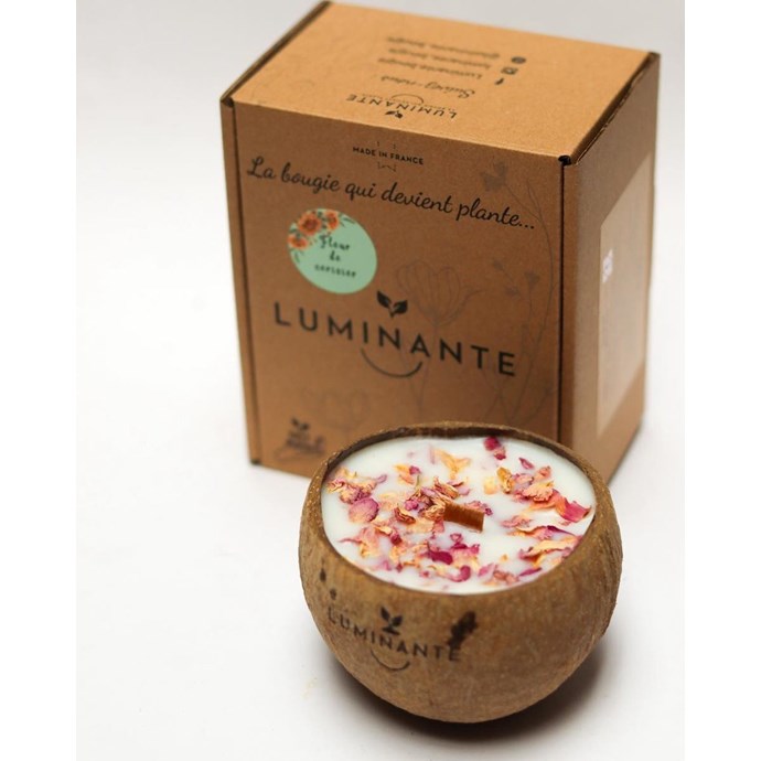 Bougie qui devient plante fleurcerisier