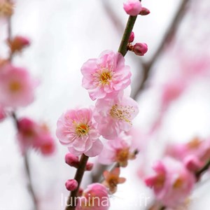 Bougie qui devient plante fleurcerisier